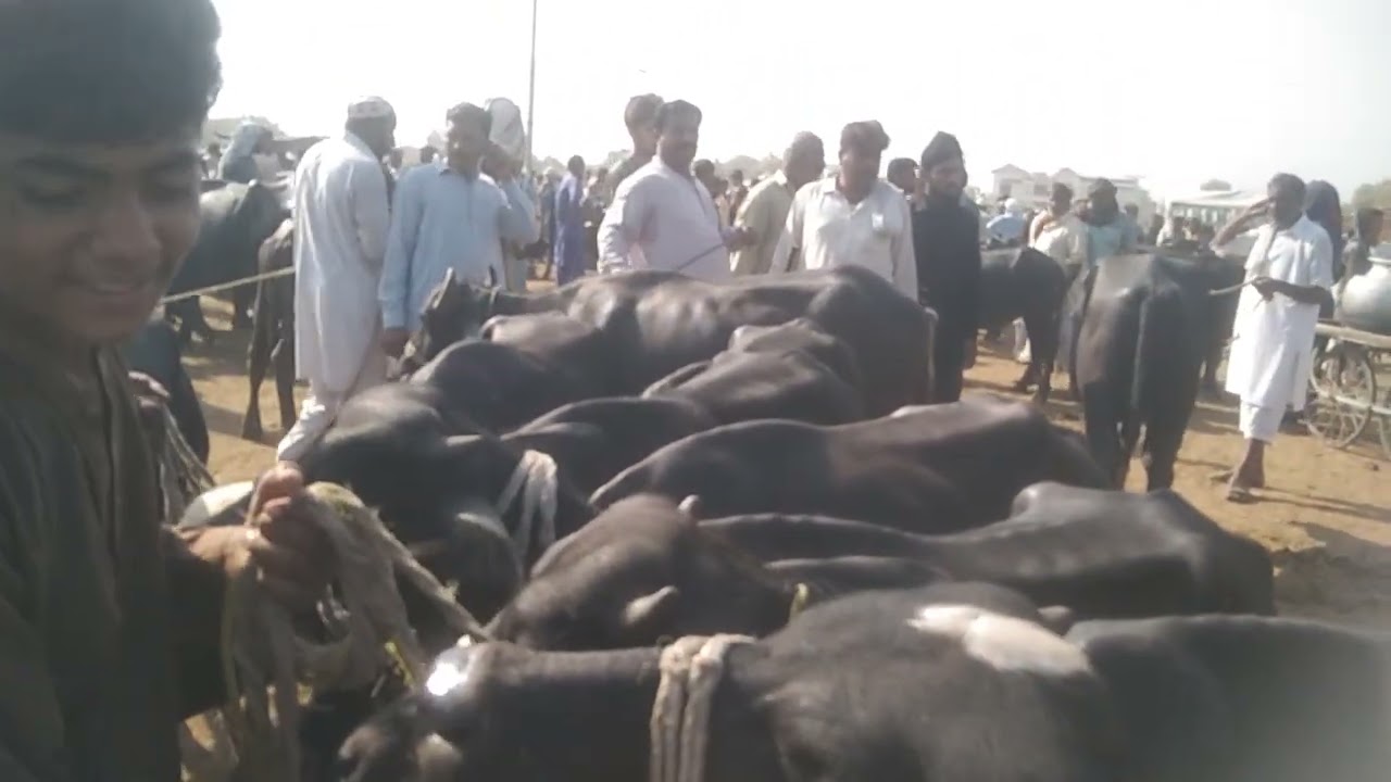 Bahawalpur cow mandi is best animal markeet in south punjab for Qurbani animals