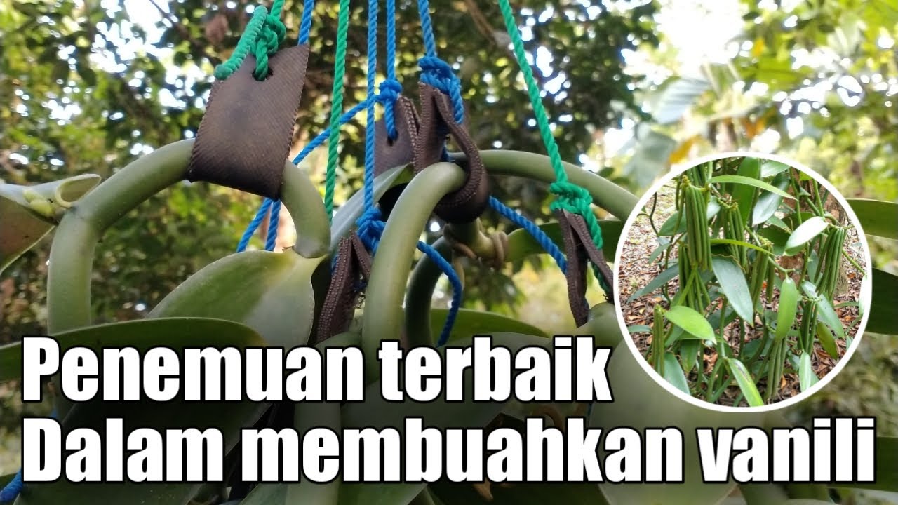 SUPER, VANILI DENGAN SISTEM GANTUNG BERBUAH LEBAT TANPA MENGENAL MUSIM❗