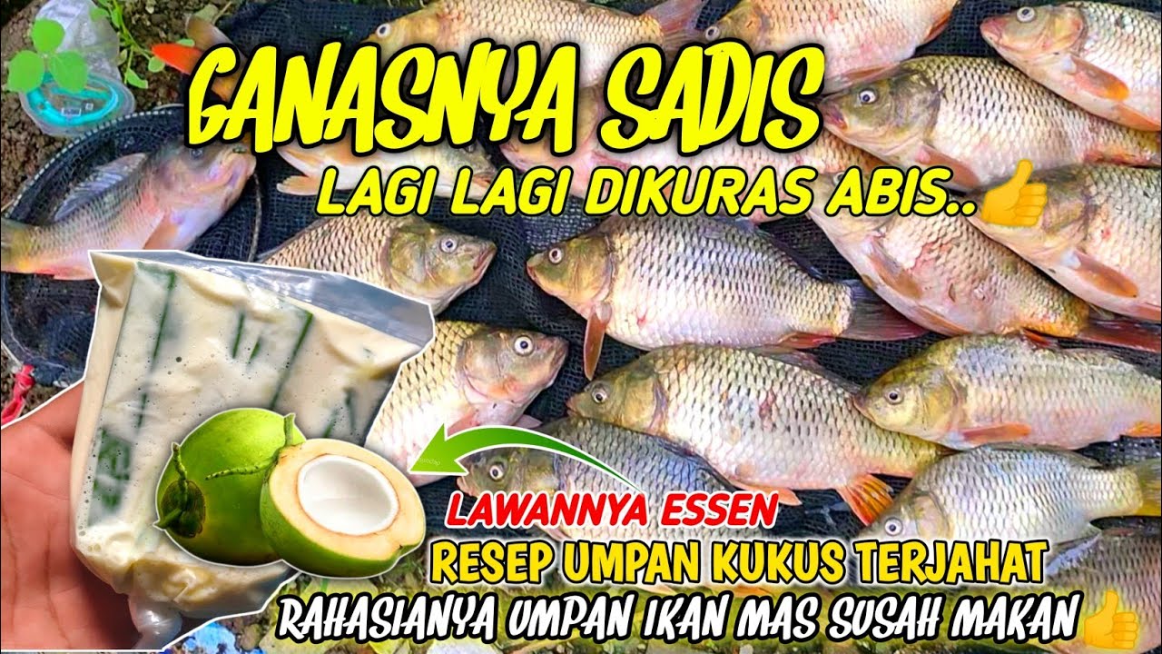 UMPAN GACOR PENANGKAL ESSEN LAWAN‼️RAHASIANYA UMPAN IKAN MAS SUSAH MAKAN