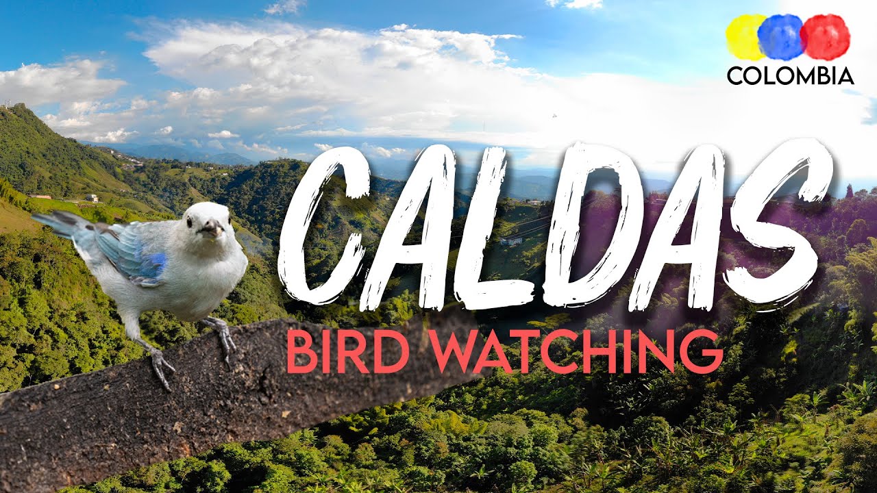 Caldas: Department with Great Biodiversity in the Colombian Coffee Belt - Colombia Birdwatching