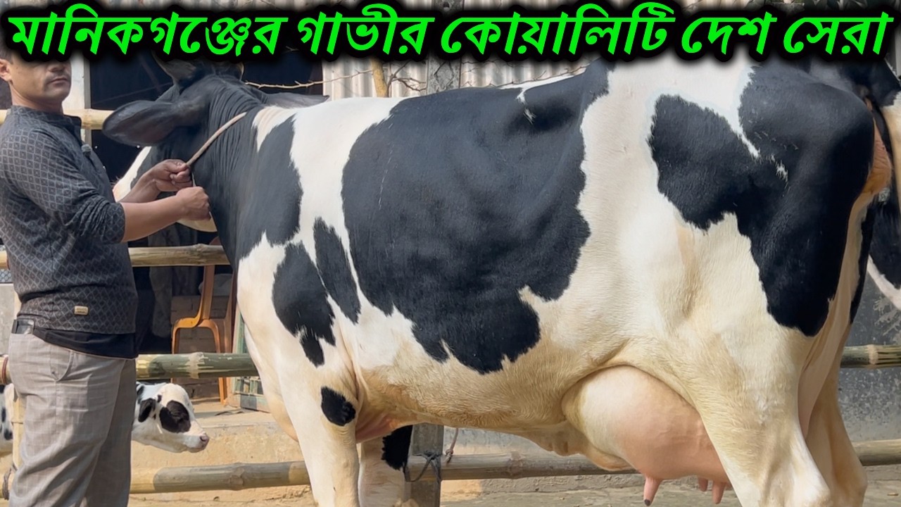 মানিকগঞ্জের গাভীর কোয়ালিটি দেশ সেরা । ফ্রিজিয়ান হলেষ্টিয়ান গরুর খামার ।২৫লিটার দুধের অসাধারন গাভী