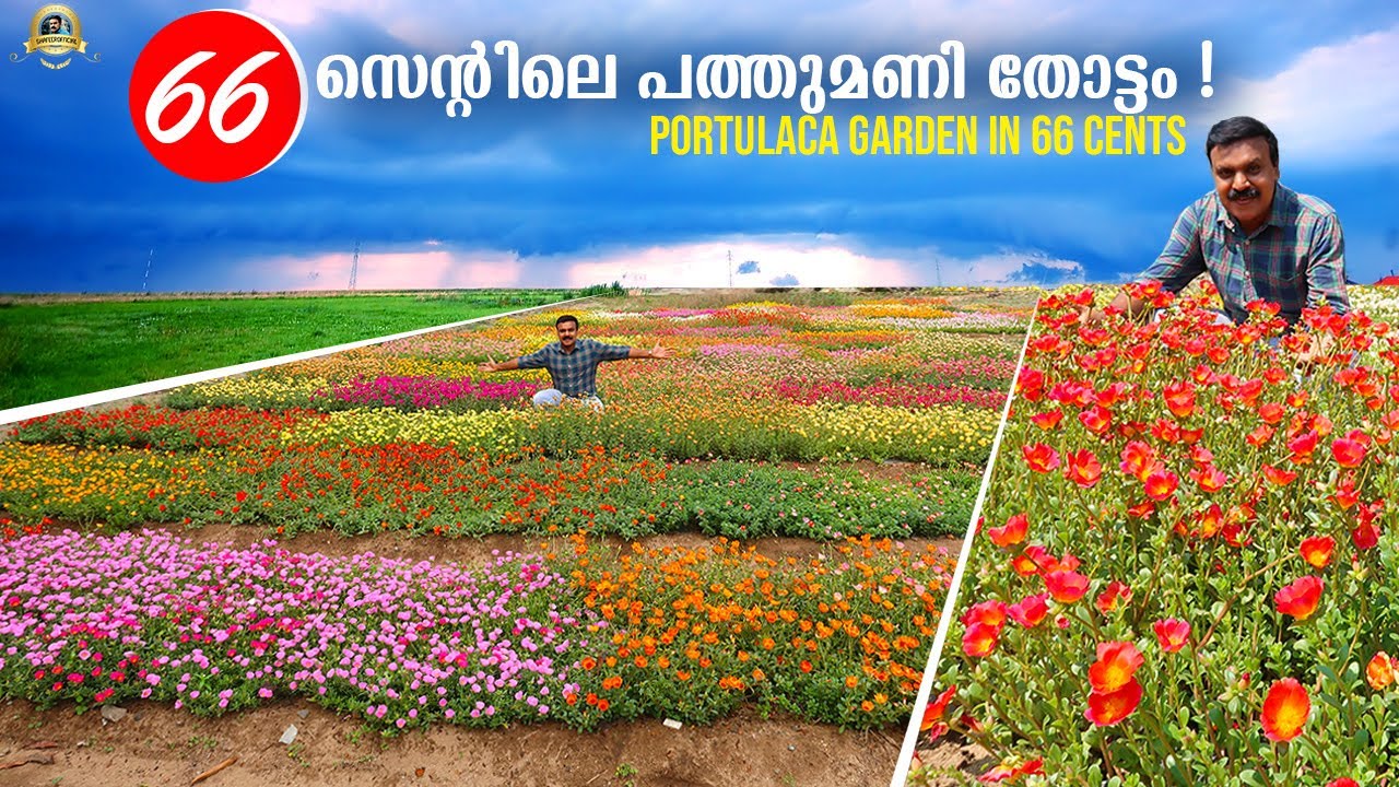 66 സെന്റ്‌ സ്ഥലത്ത്‌ 200 ലധികം വെറൈറ്റി പത്തുമണി ചെടികൾ! 200 different varieties of portulaca Plants