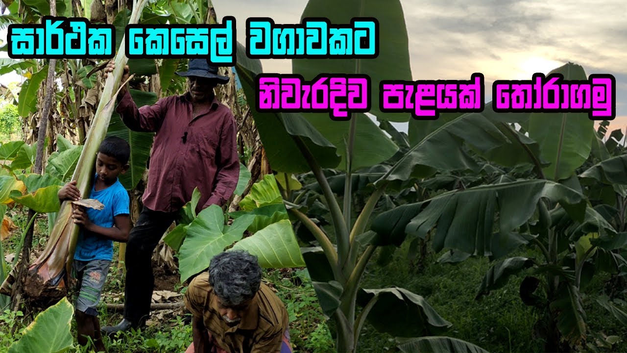 කෙසෙල් පැලයක් තෝරා ගැනීමේදී මේ දේවල් ගැන සැලකිලිමත් වන්න | kesel wagawa | Banana Cultivation