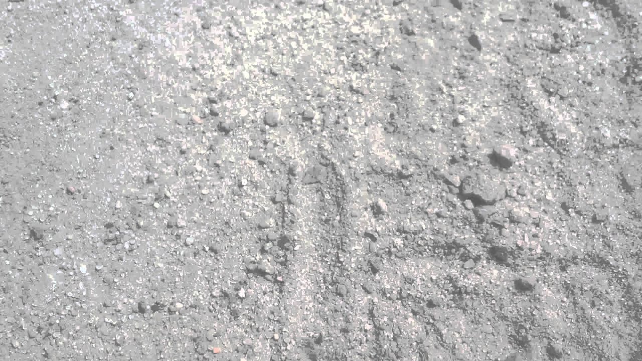 Вовчок звичайний, або Капустянка, Ведмедка (Gryllotalpa gryllotalpa)