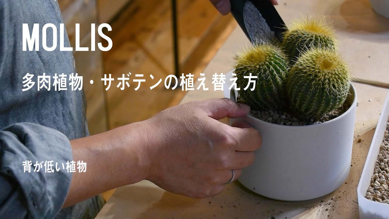 [MOLLIS] 背が低い多肉植物・サボテンの植え替え方