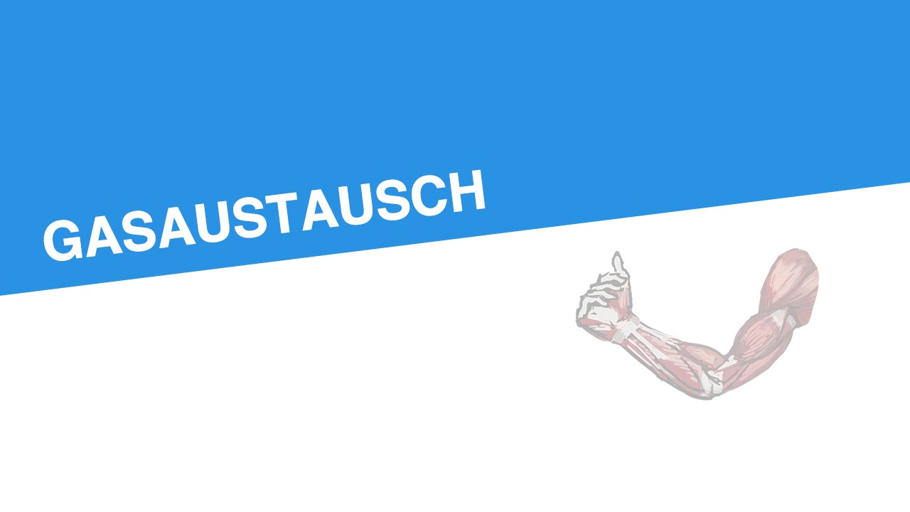 GASAUSTAUSCH | Biologie | Biologie des Menschen (Mittelstufe)