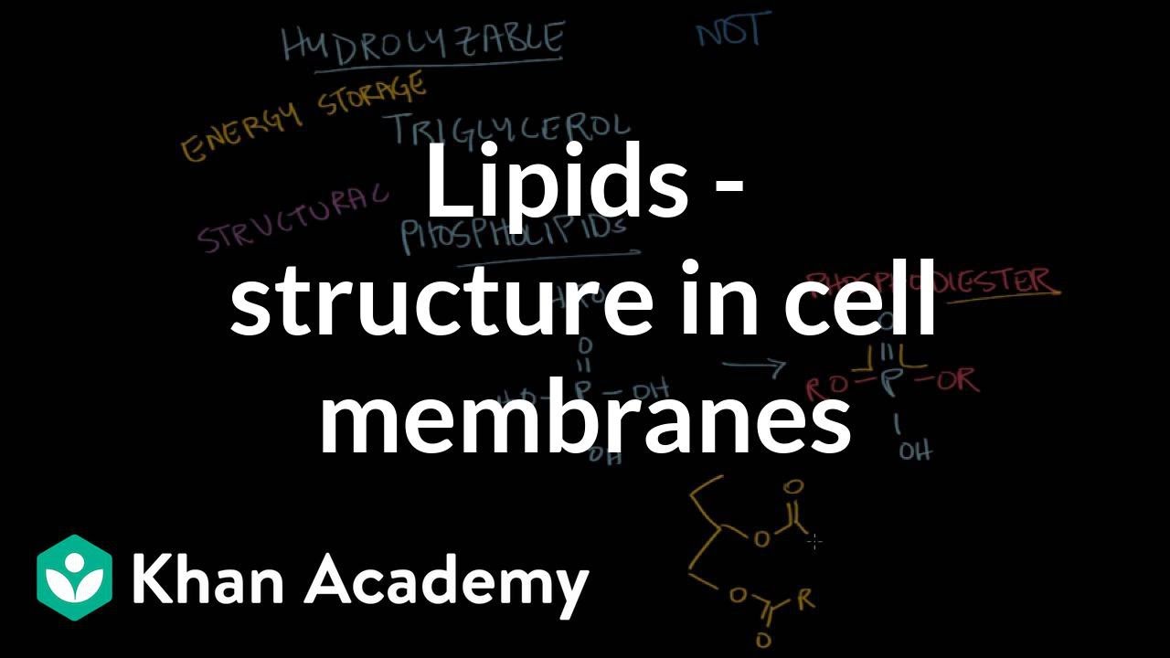 Lipids - Structure in cell membranes | Chemical processes | MCAT | Khan Academy
