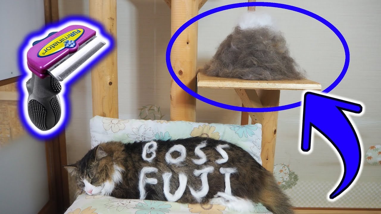 猫毛の富士山出現！？大型猫長毛種のファーミネーター【ボス吉FURminator】【Eng CC】