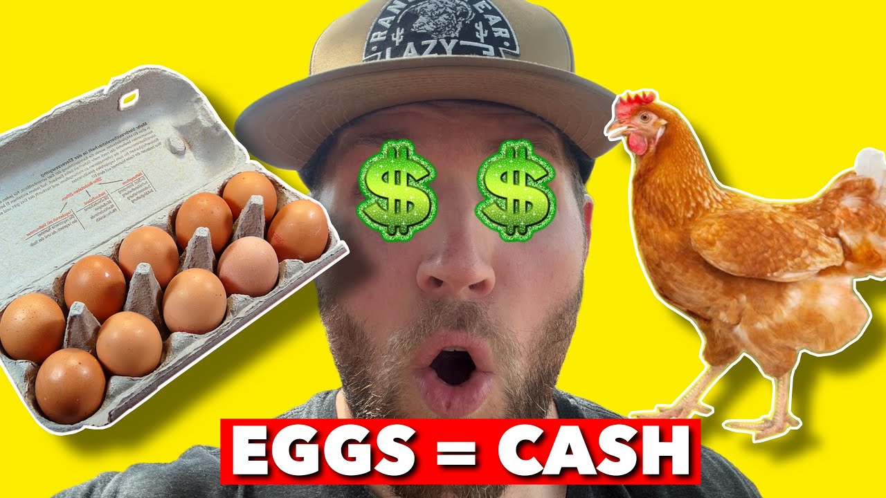 HOW TO MAKE SELLING EGGS A PROFITABLE BUSINESS