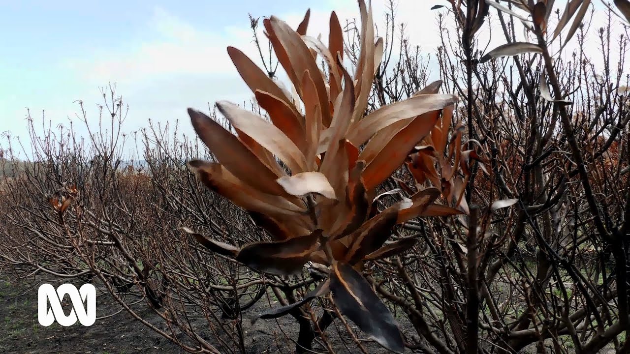 Long road back for East Gippsland wildflower farmers after 2020 Australian bushfires