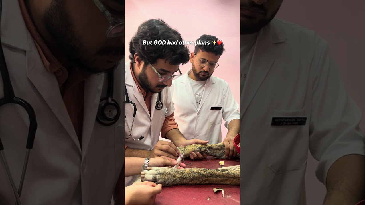 Being a veterinary student ✨❤️🩺🥼 #veterinary #neet2025 #vet #veterinary #vetstudent #trend #viral