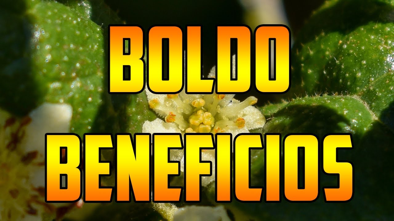 BOLDO 🌿 CONTRAINDICACIONES  🌿 Peumus boldus  🌿 #plants  #video #nature BOLDINA #benefits #nature