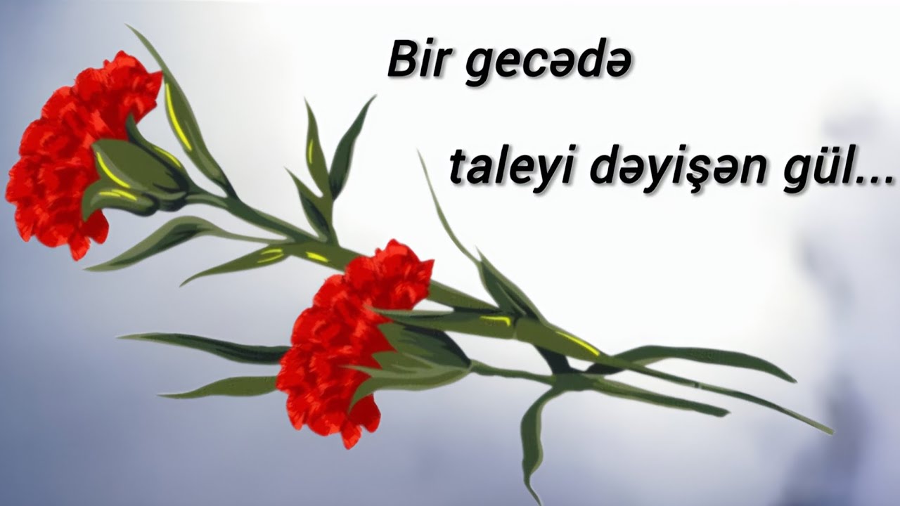 20 Yanvar | Bir gecədə taleyi dəyişən gül  – Qərənfil 🥀