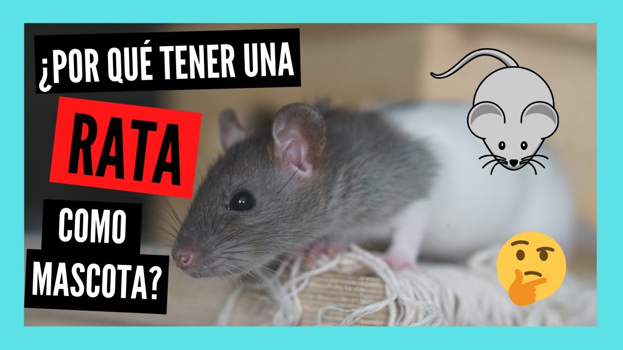 ¿Por qué TENER una RATA como MASCOTA?