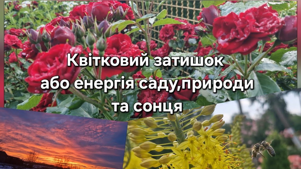 Квітковий затишок або енергія саду,природи та сонця