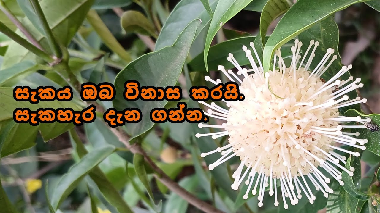 සැකය සසරටම ඔබ ඇද දමයි.