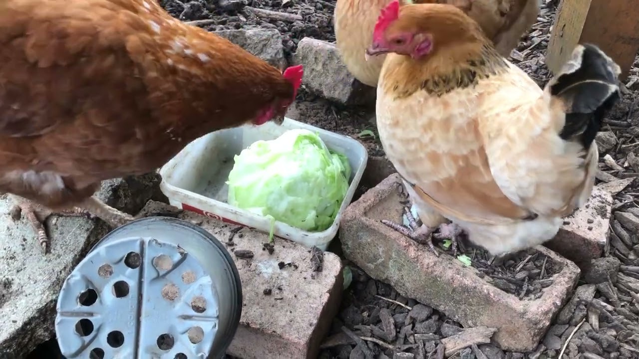 Marks Remarks: Chickens Digging Into Square Block Of Dirt For Worms. An Improvised Toy For My Hens.