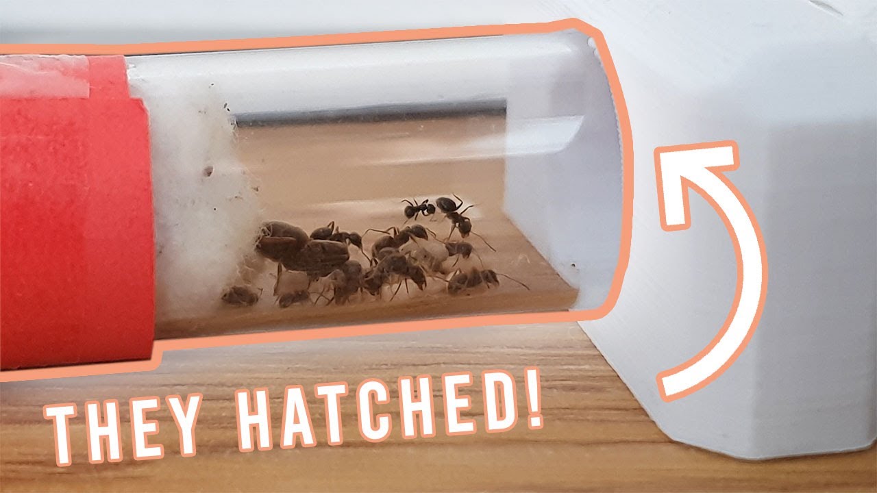 THE WORKERS HATCHED! | My Brood Boosted Lasius Niger Colony | Update #1