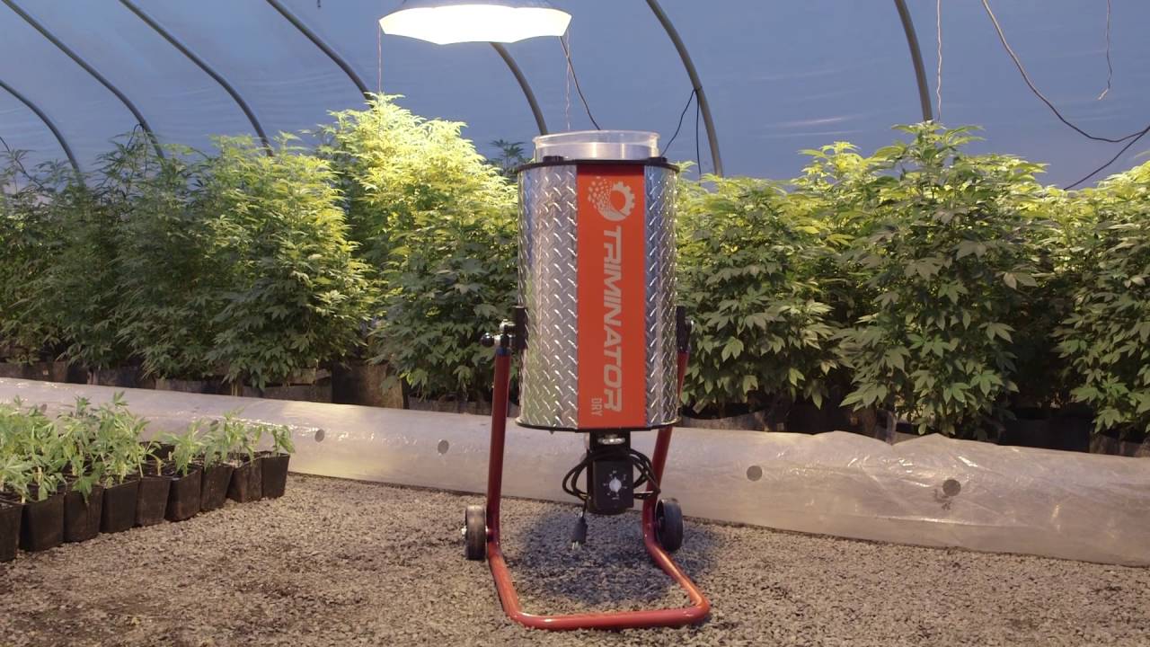 Triminator Wet Marijuana Bud Trimmer Testimonial - Olympic Growers Creston, WA | Triminator