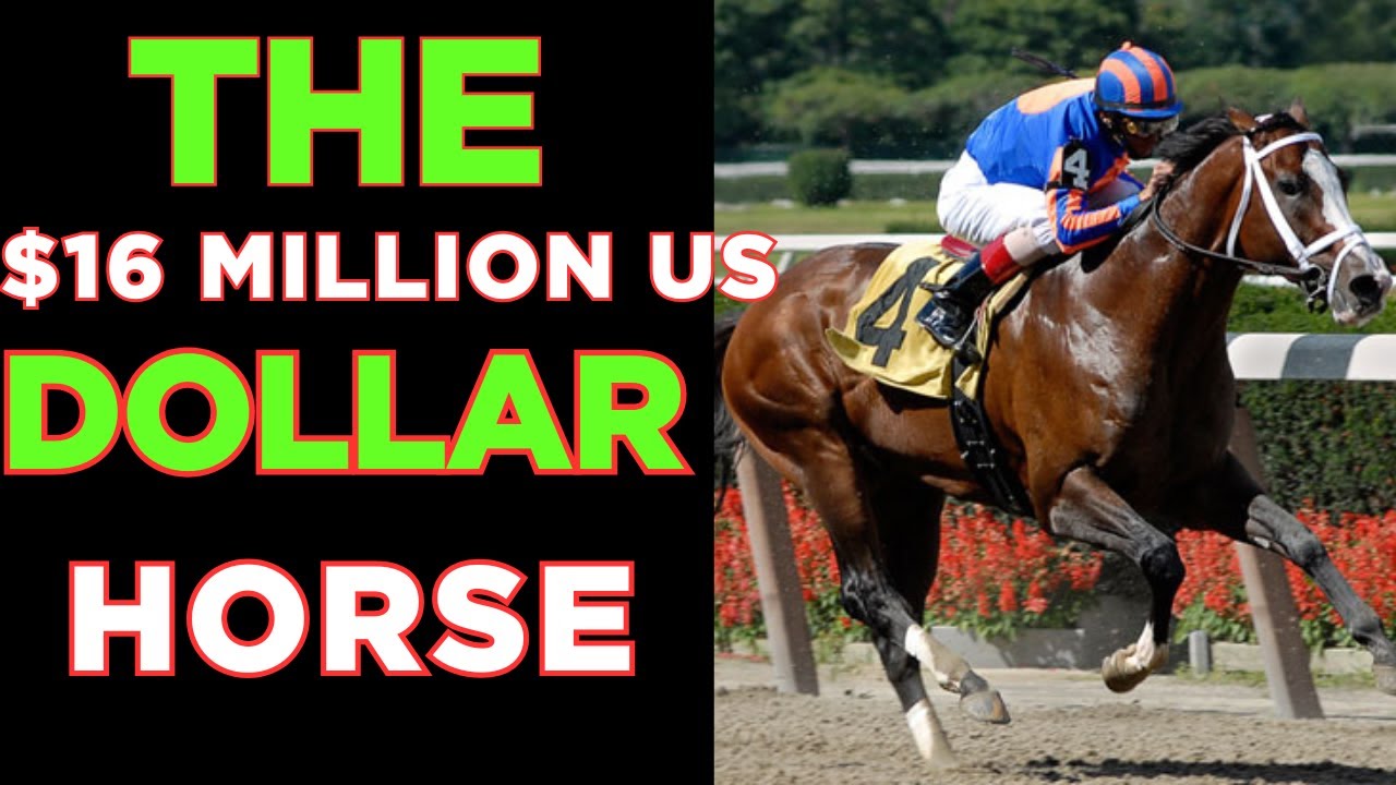 THE   US $16 MILLION DOLLAR HORSE
