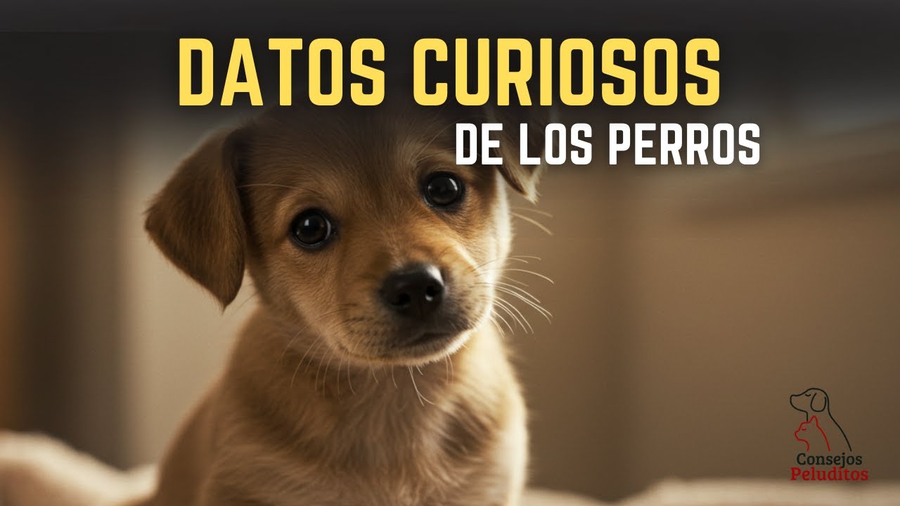DATOS CURIOSOS sobre los PERROS que No Conoc&iacute;as!