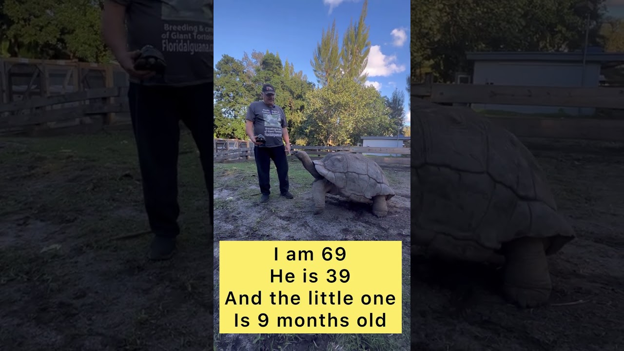 When Dad meets son for the first time Giant Aldabra tortoise reunion.