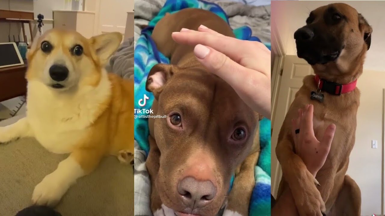 STOP PETTING YOUR DOG AND SEE THEIR REACTION