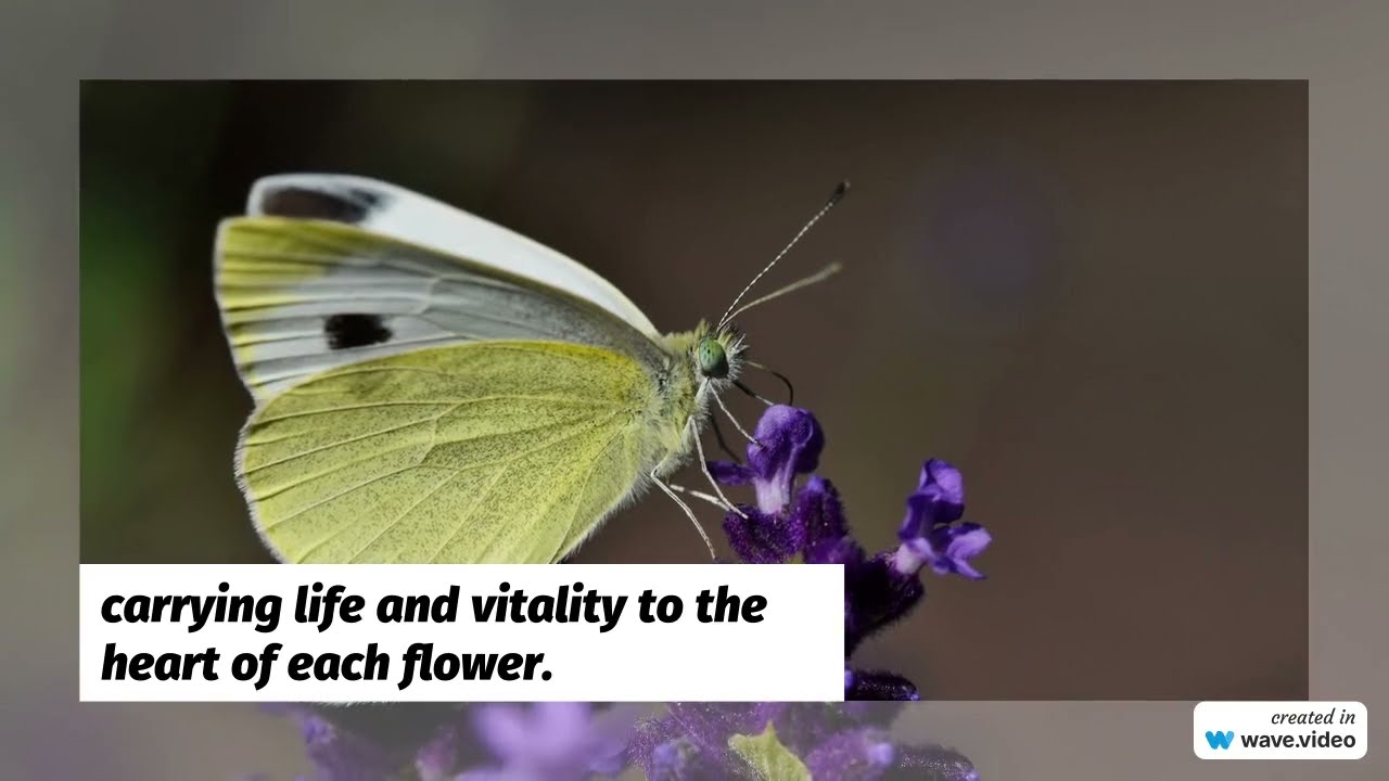 Flower Elegance  A Timeless Collection of Blooms 1280x720