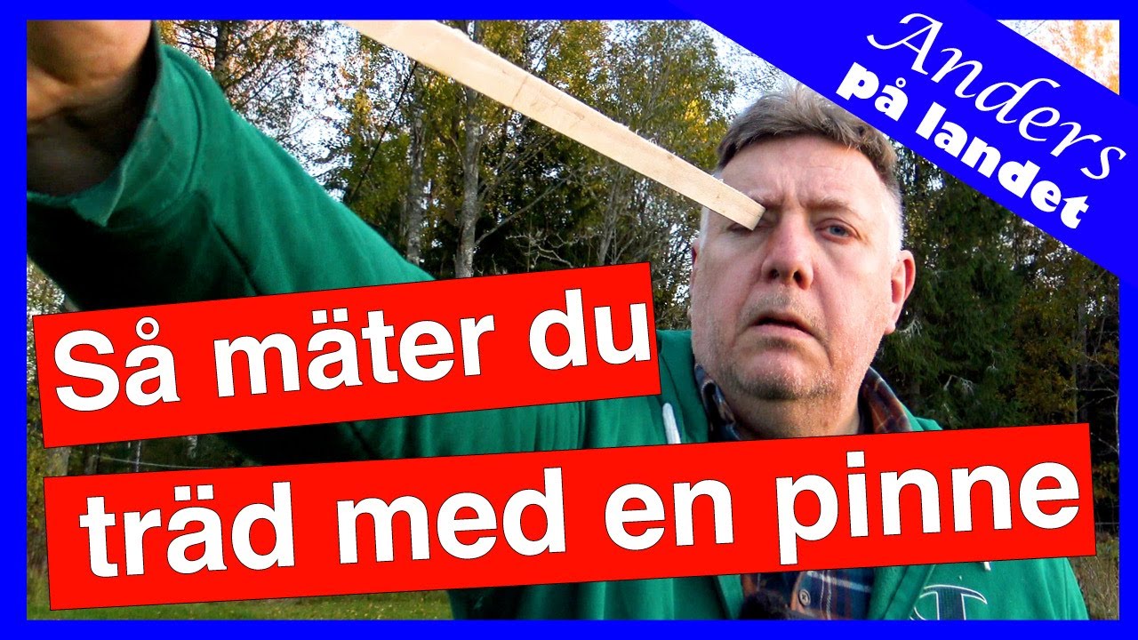 Hur mycket ved får du av en björk?