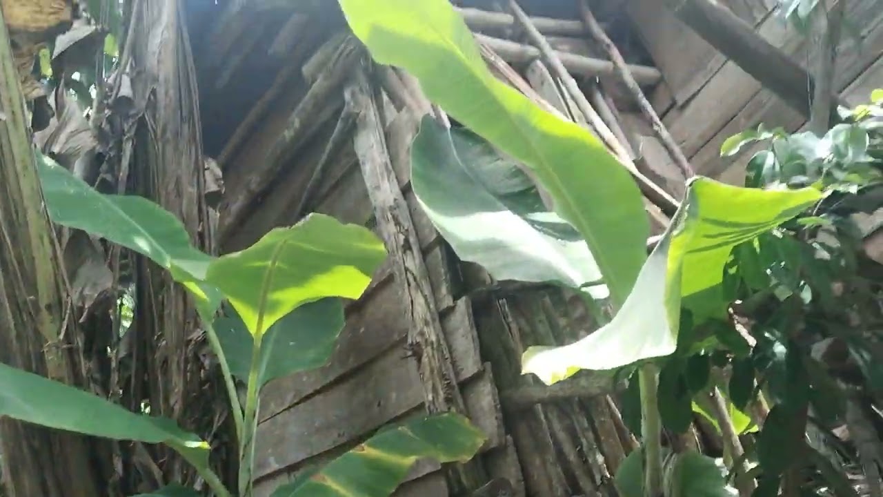 MEMPRIHATINKAN‼️KONDISI RUMAH KEBUNKU