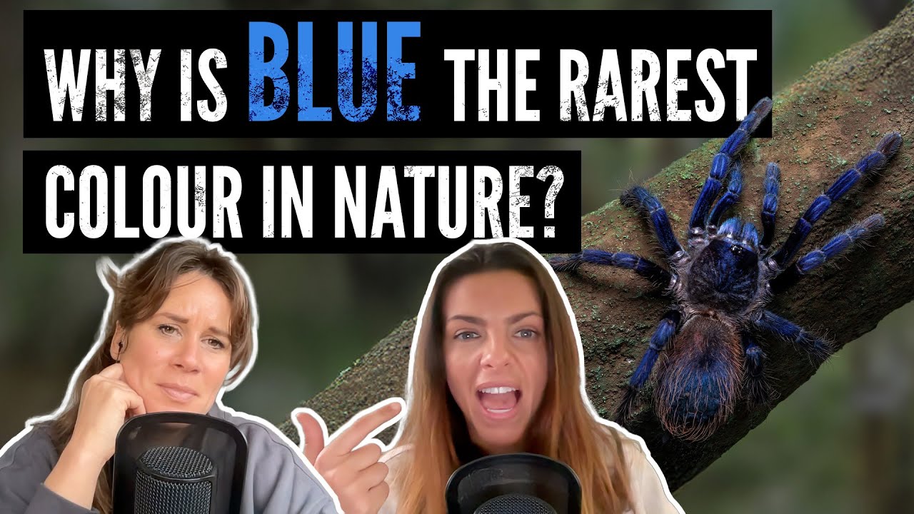 Blue: Glowing Scorpions, WIld Blue Pigs, and Egg Evolution