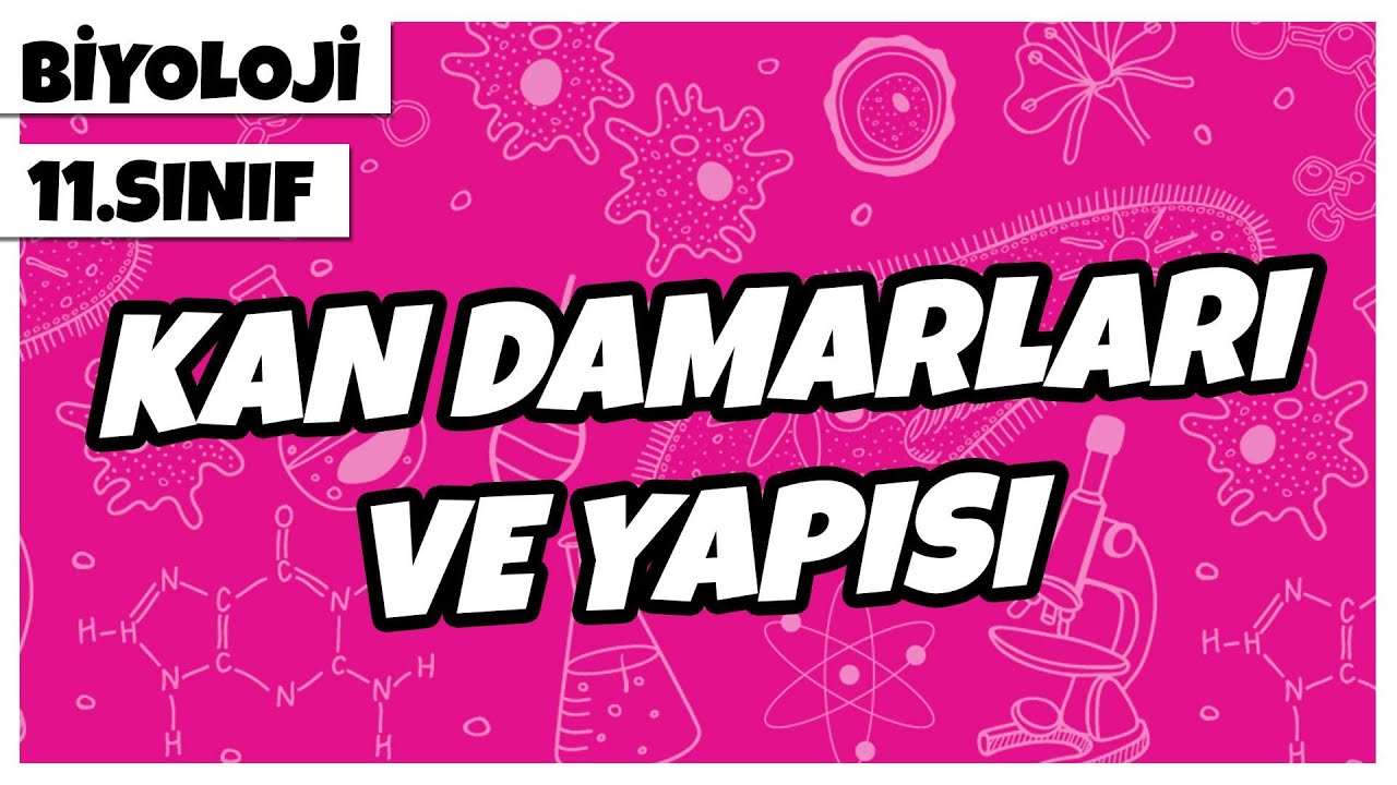 11. Sınıf Biyoloji - Kan Damarları ve Yapısı | 2022