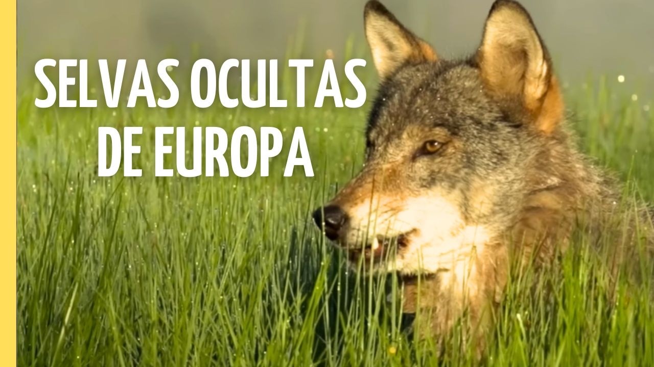 Los bosques más salvajes de Europa | Episodio Completo