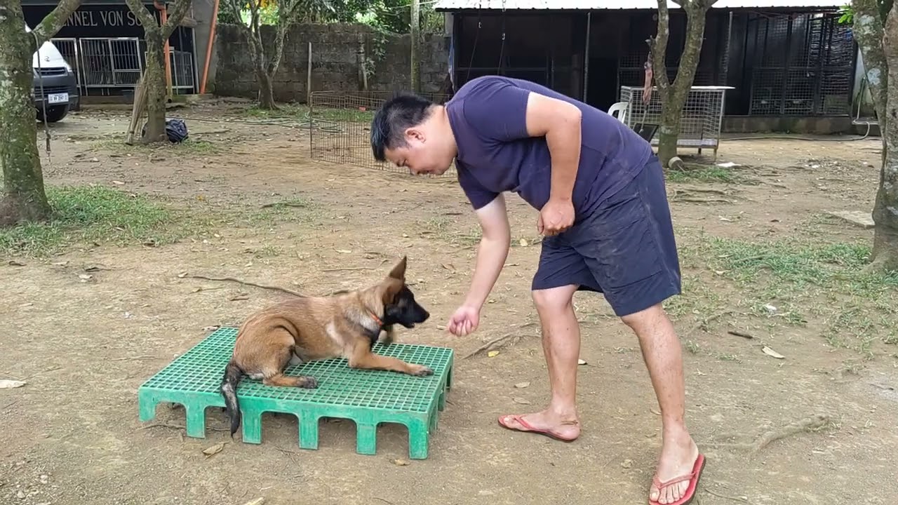 Belgian Malinois puppy Obedience training using food luring