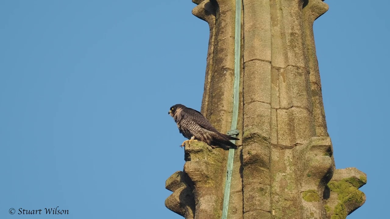 2026 01 31 Stamford Peregrine Pair and new Tiercel 