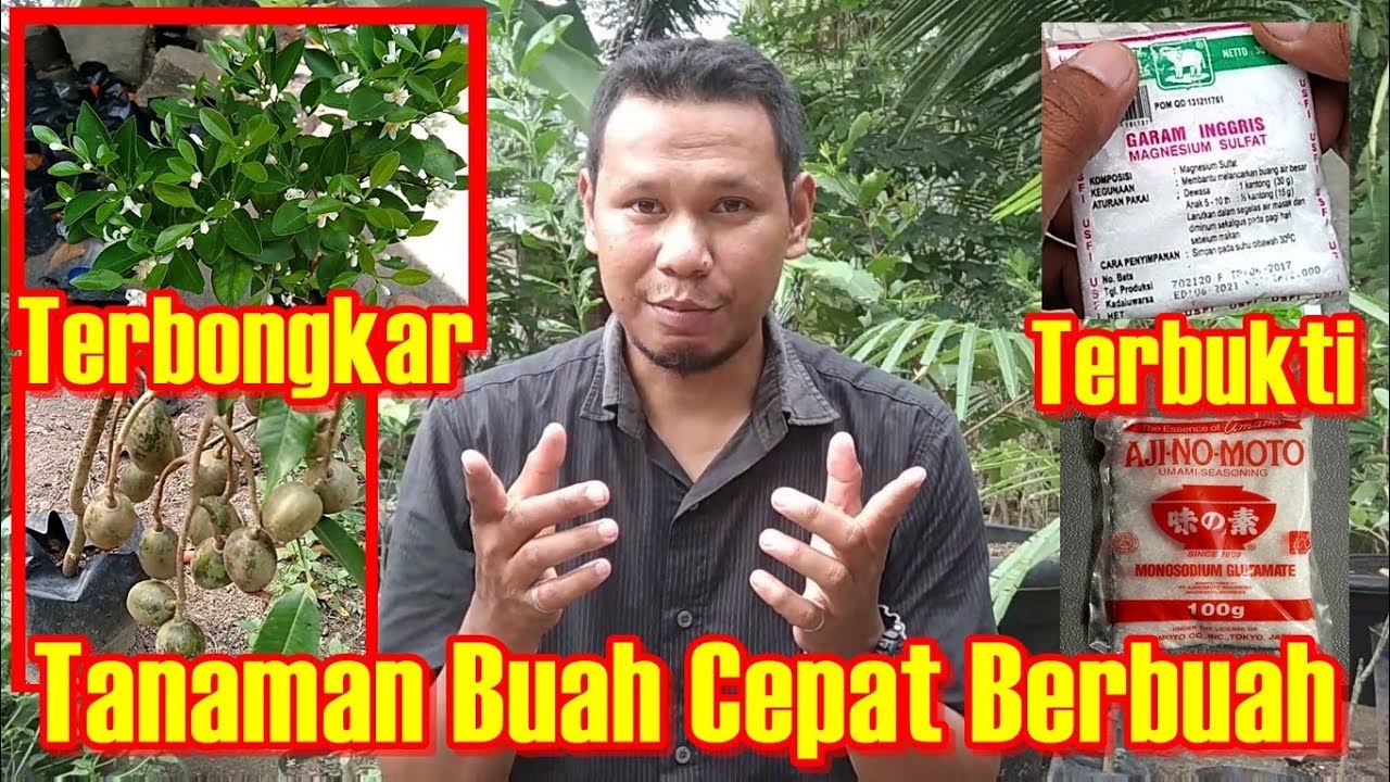 Cara Percepat Pembungaan dan Pembuahan Tanaman Buah Di Pekarangan Rumah