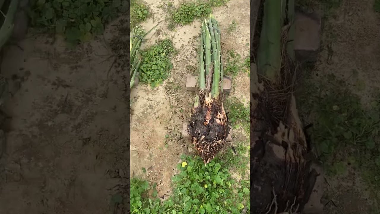 شاهد أفضل أنواع الفسائل حجم.