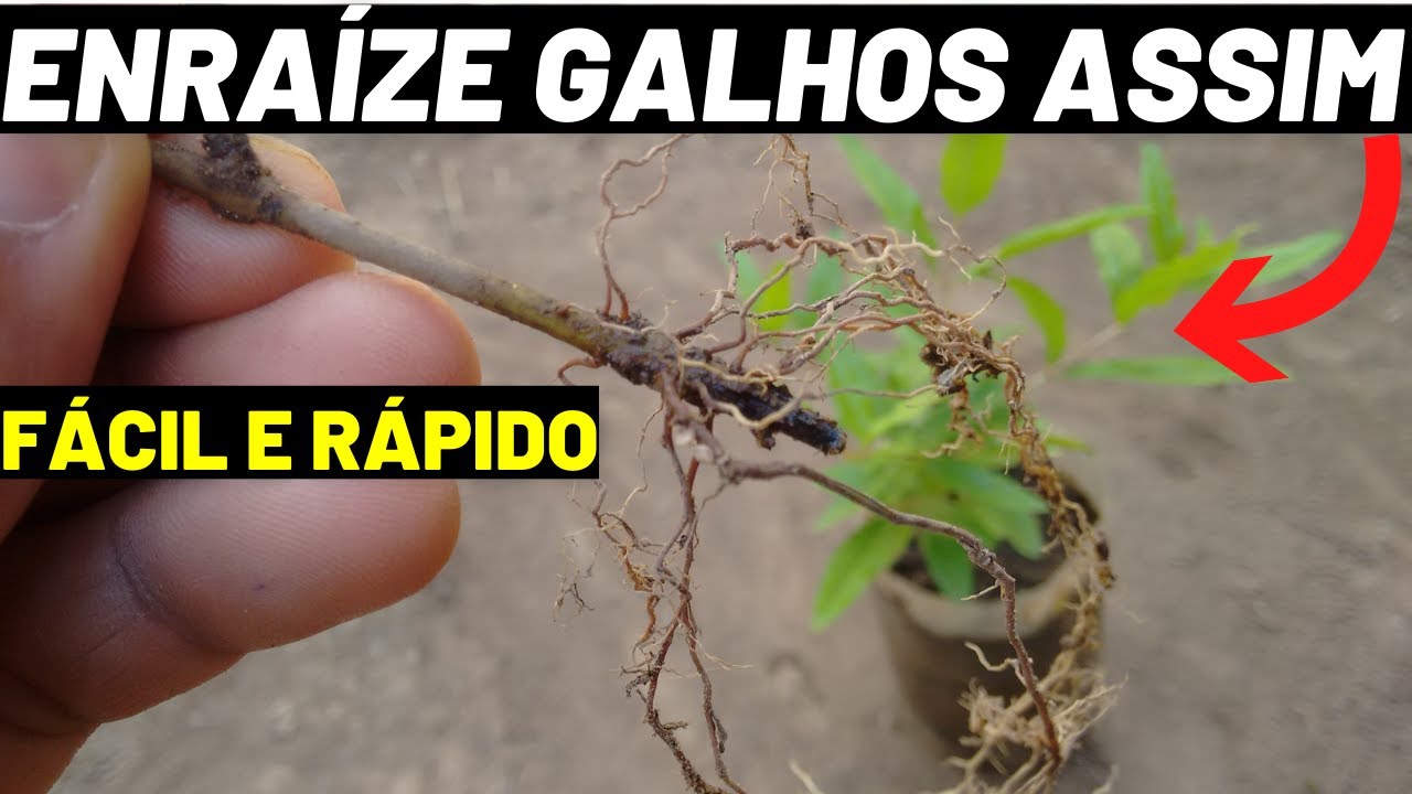 Como plantar romã por meio do galho