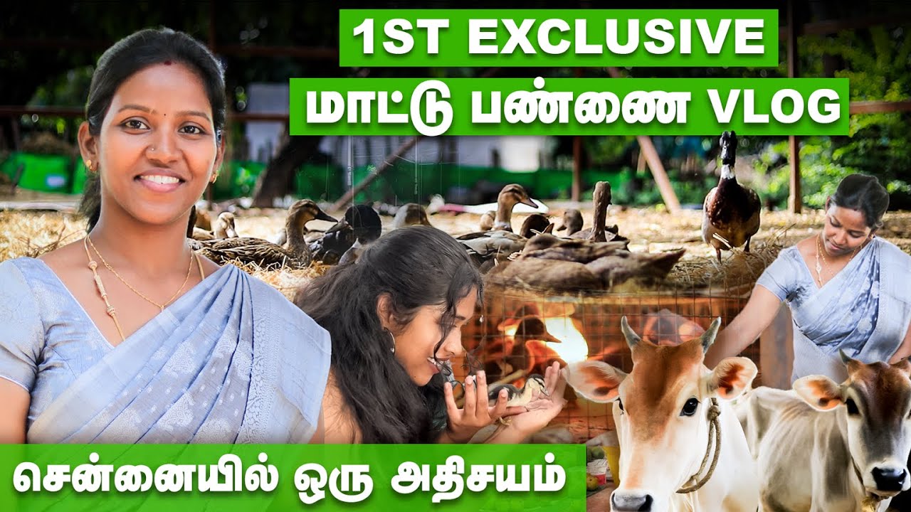 1st Exclusive @UgraFarms  மாட்டு பண்ணை Vlog | சென்னையில் ஒரு அதிசயம் | Cow Farming | Yamuna Dinesh
