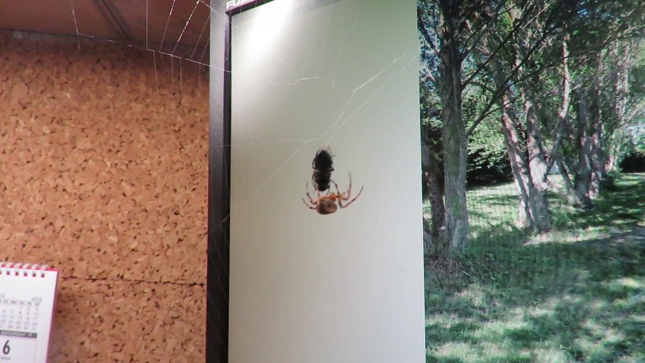 Spider catches and wraps fly - close up