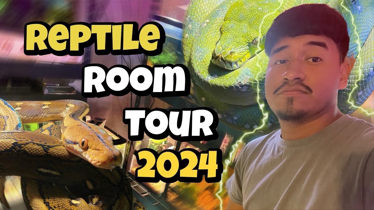 REPTILE ROOM TOUR ( SEPTEMBER 2024)