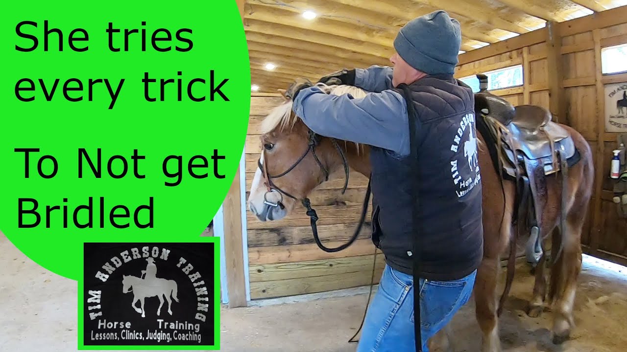 Big pushy disrespectful horse behavior from a haflinger. Part 2. Saddling.