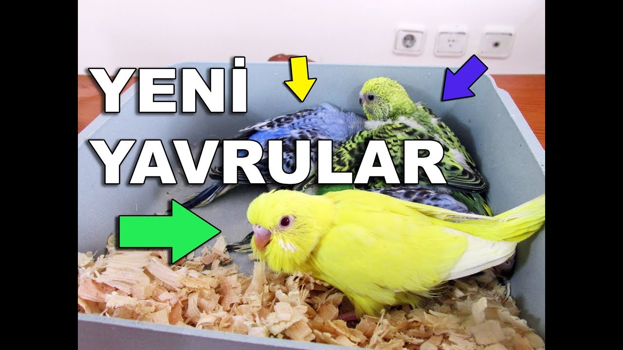Muhabbet Kuşu Yavruları Hangi Renk Olur Kime Benzer