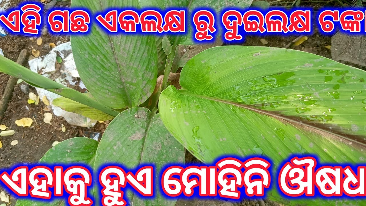 mohini osho kaise banate hain | mohini mantra | odia mohini osho video | vashikaran | tec bigyan
