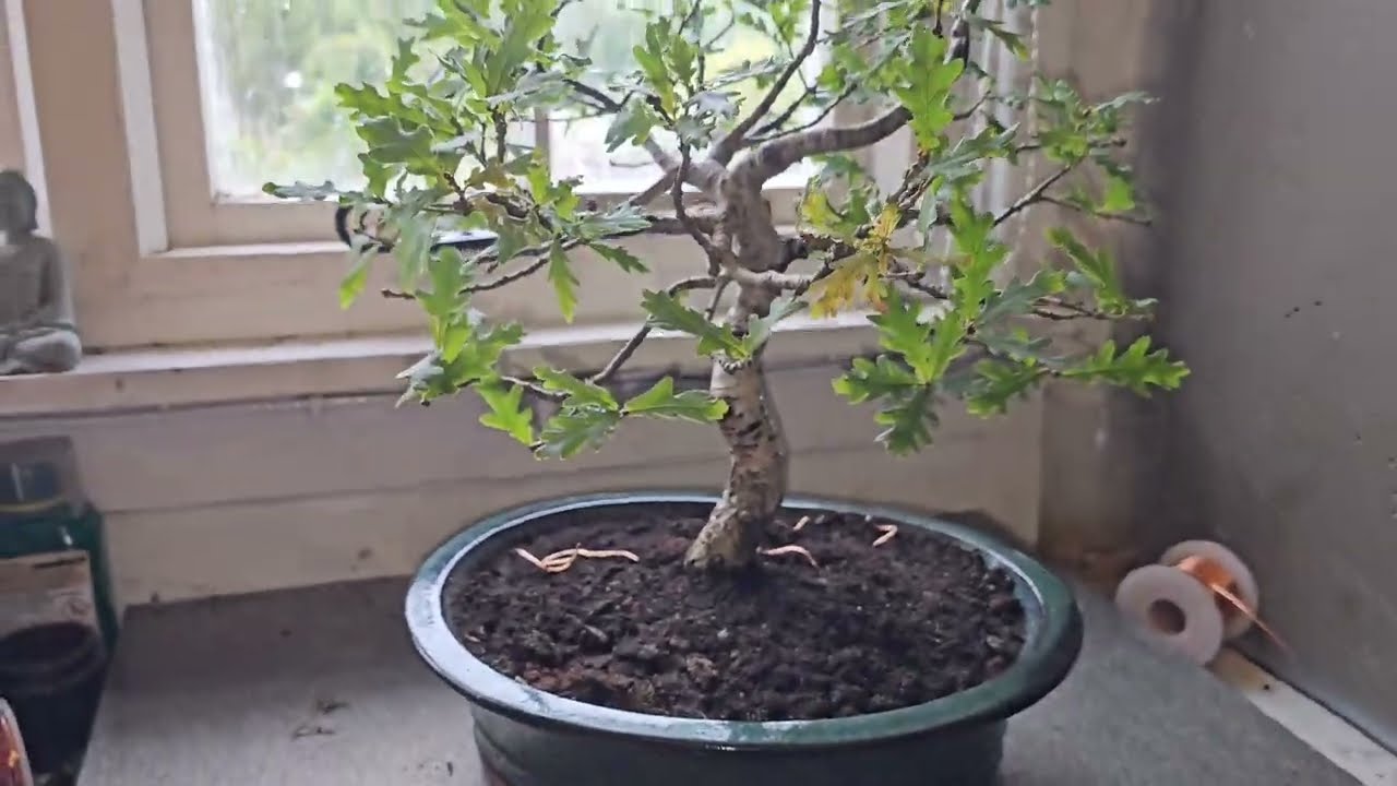 So you want to Bonsai an English Oak?