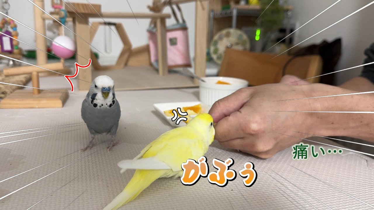 【爆笑】父上殿とインコズのお茶会が面白過ぎる
