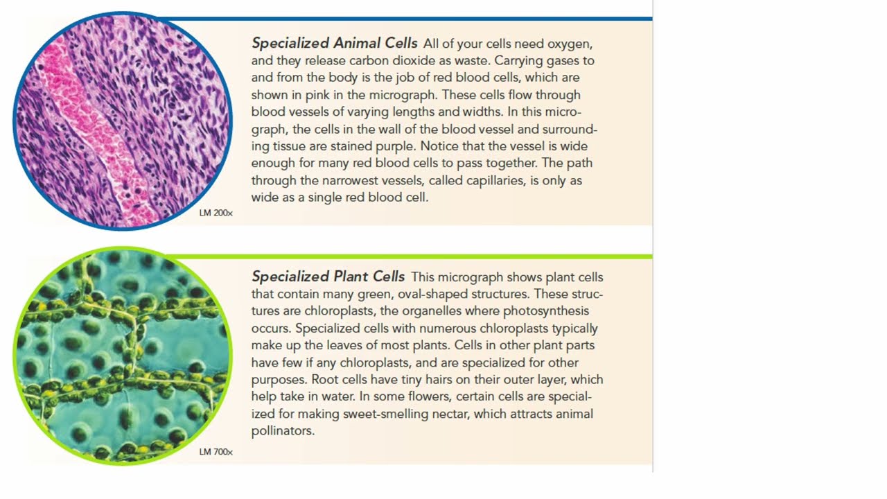 Homeostasis and Cells