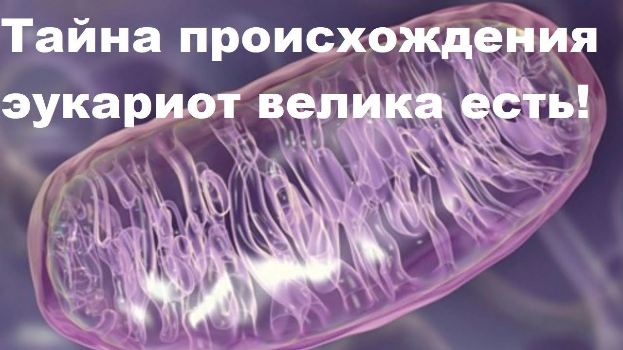 Алипов: “Тайна происхождения эукариот велика есть!”