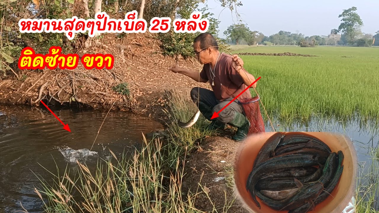 หมานสุดๆ เกินความคาดหมาย ปักเบ็ด 25 หลัง หน้าแล้งน้ำใสๆเป็นตาตักแตน ไม่คิดว่าจะมีตัว??