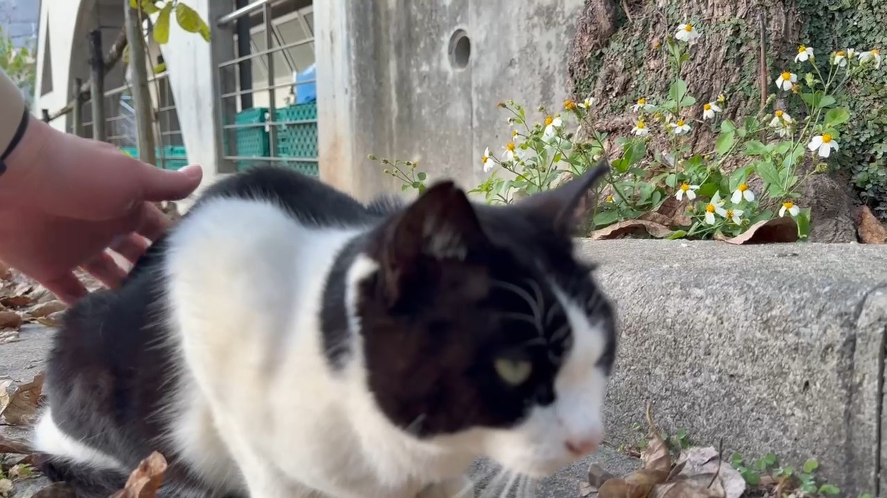 Я похлопал кота по спине